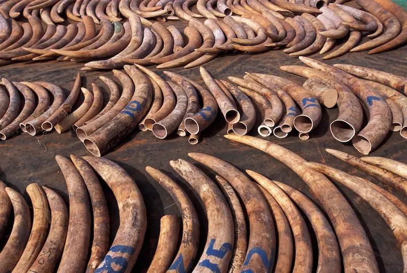 Ivory Trade
