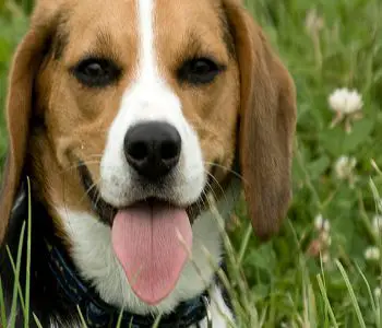 Forever Home Beagle Rescue