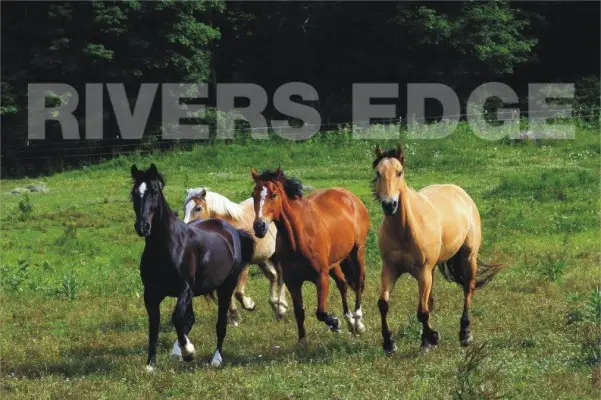 Rivers Edge Horse Rescue