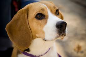 what nationality is a beagle