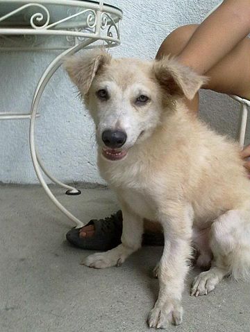 labrador pomeranian cross breed