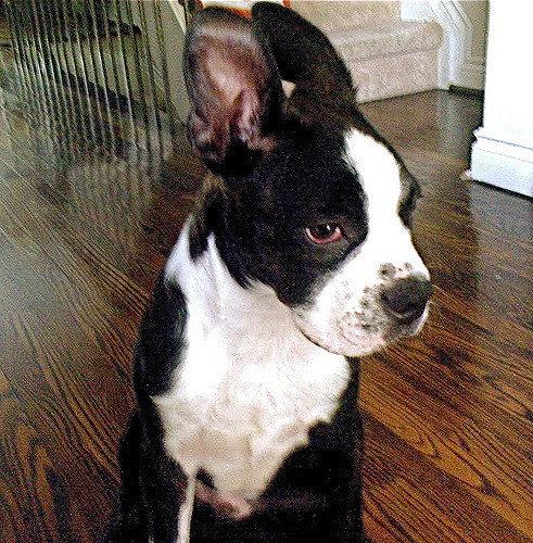 boston terrier german shepherd