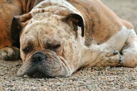 bulldog and german shepherd