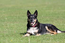 short haired german shepherd mix