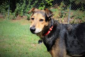 german shepherd ridgeback mix