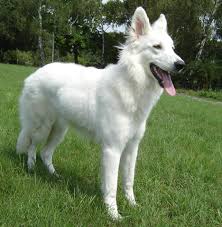 solid white german shepherd