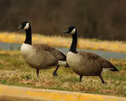 Petition to Stop Plan to Gas Geese to Death for being "Nuisances"