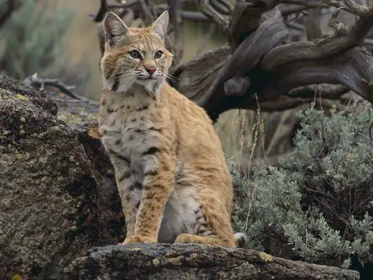 Petition to stop the Illinois Bobcat Hunt