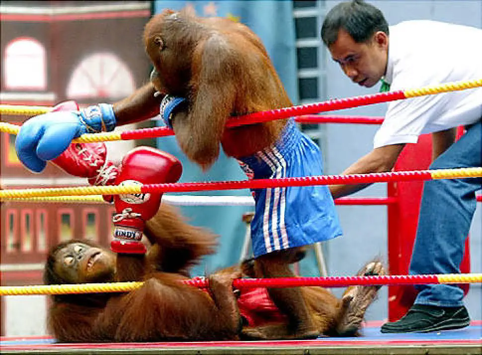 Ban Orangutan Boxing for Entertainment