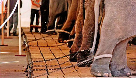 Ban Wild Animals From the Circus