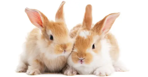 Petition to stop cosmetic testing on animals