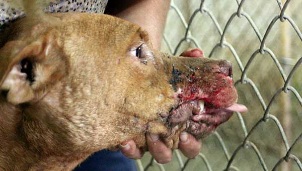 Petition to ban dog fighting videos on YouTube