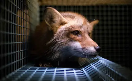 Petition to Ban Fur Farms in the United States