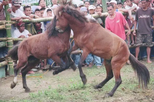 Petition to ban cruel horse fights