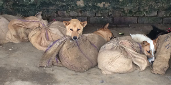 Petition to help stop the dog meat trade in India
