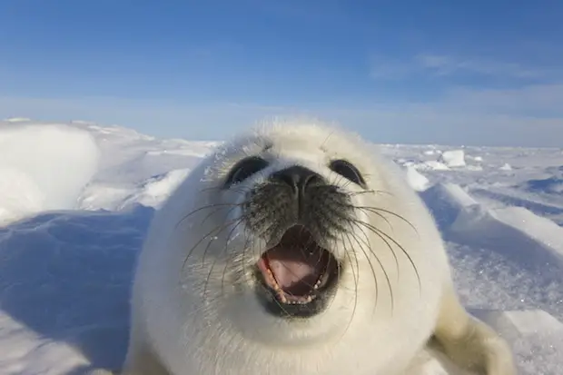 End Canadian Seal Hunt
