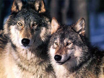 Wolf Petition