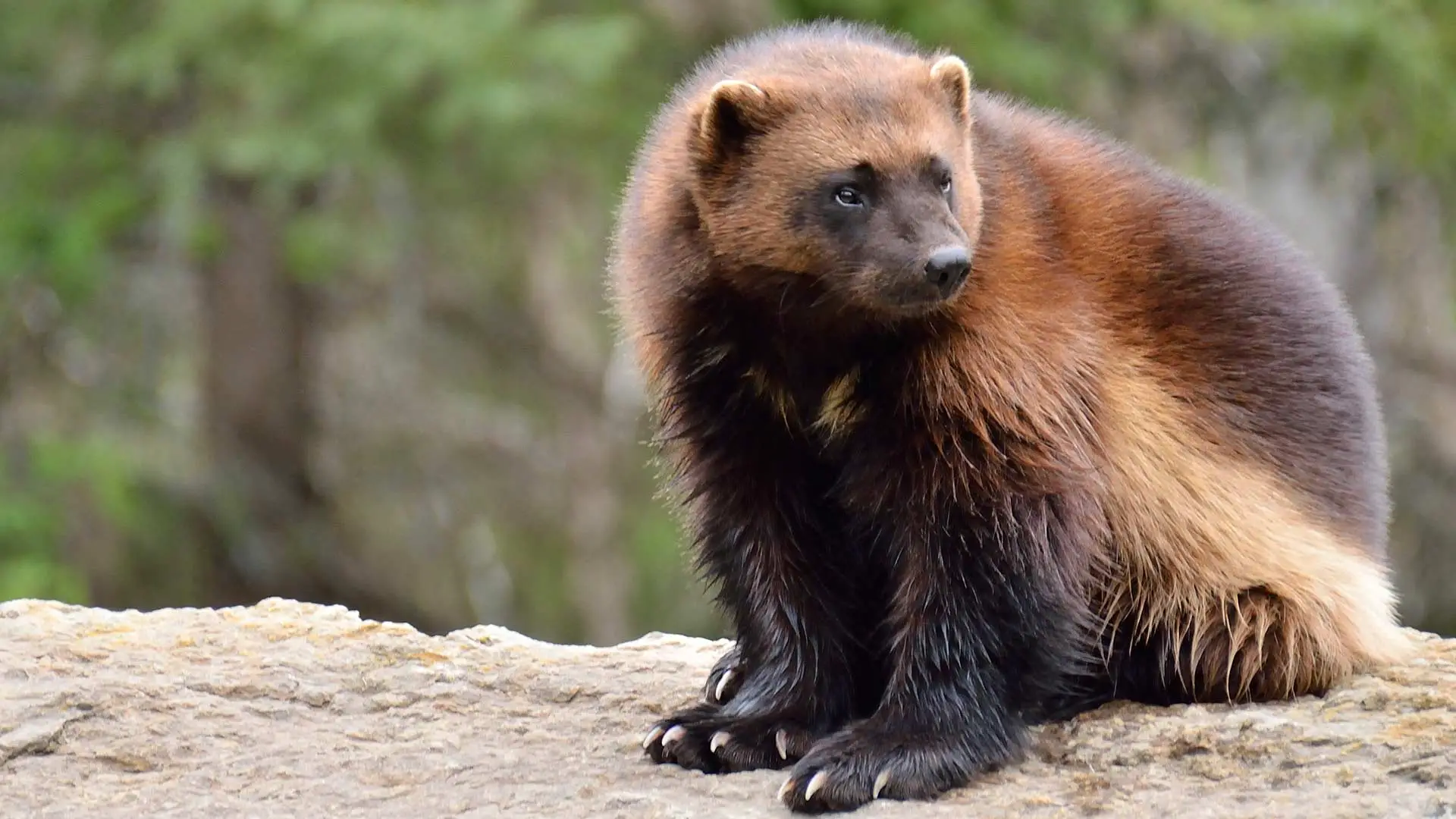 Petition to help protect Wolverines