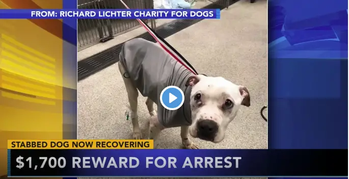 Justice for Woobie the Dog Who Was Stabbed!