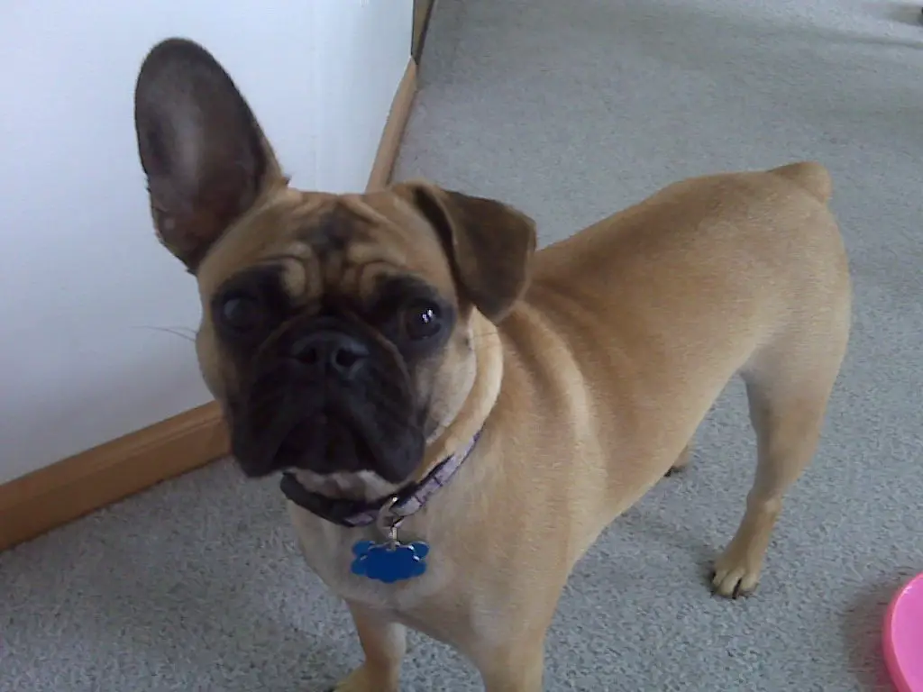 pug french bulldog mix for sale