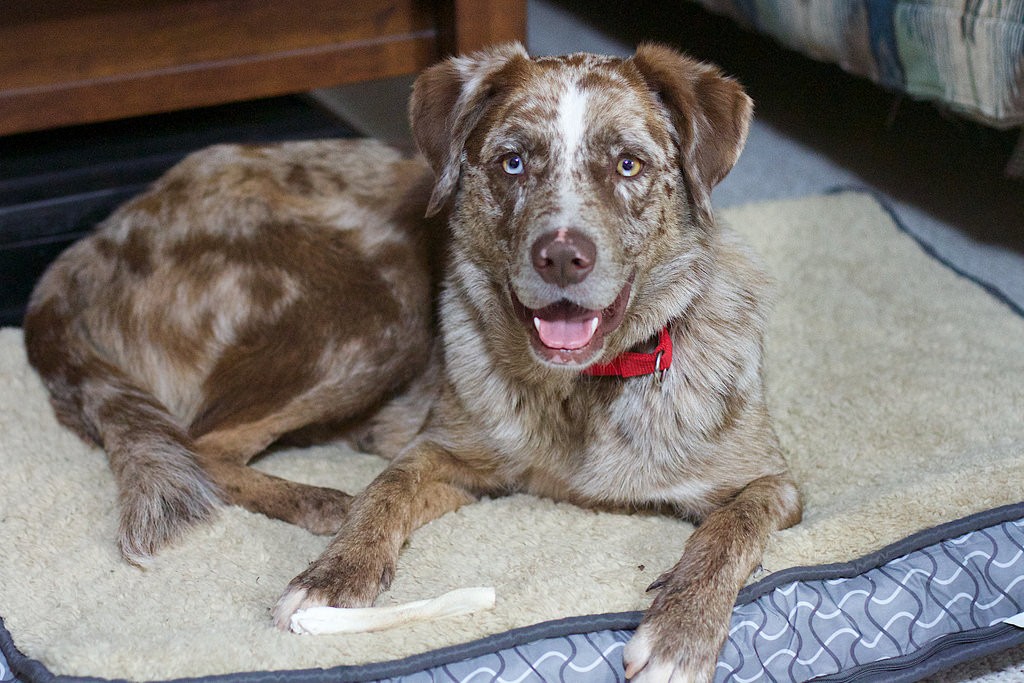 Catahoula Australian Shepherd Mix 