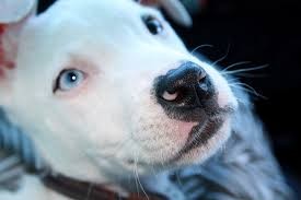 Blue Nose Pitbull Shop For Your Cause