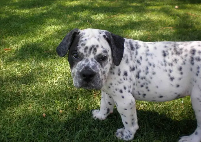 dalmatian mix puppies for sale near me