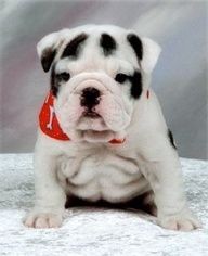 Amazing Dalmatian Bulldog Mix in the world Check it out now 