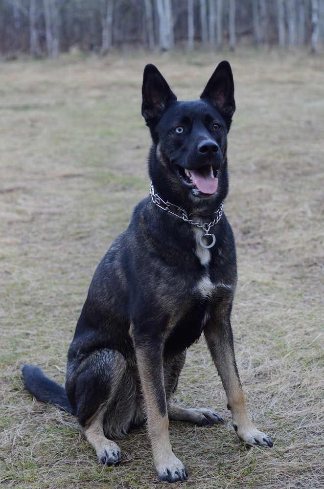 gsd and husky mix