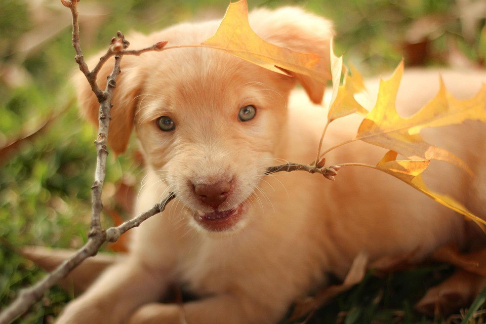 pitbull golden retriever