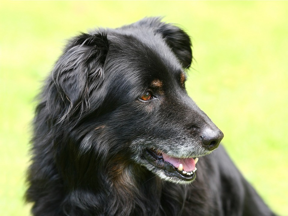 Dasher - Southern Arizona Black Golden Retriever Rescue