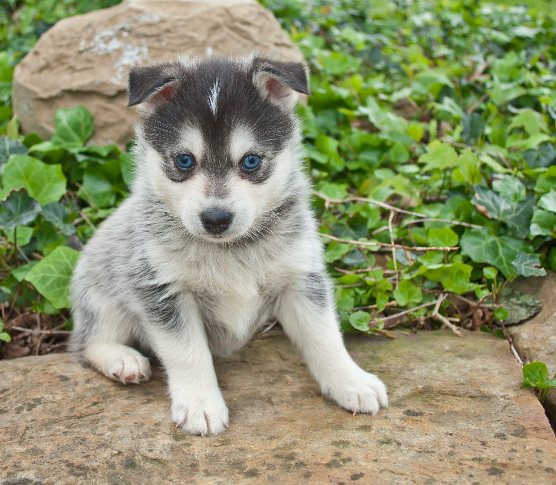 pomeranian husky