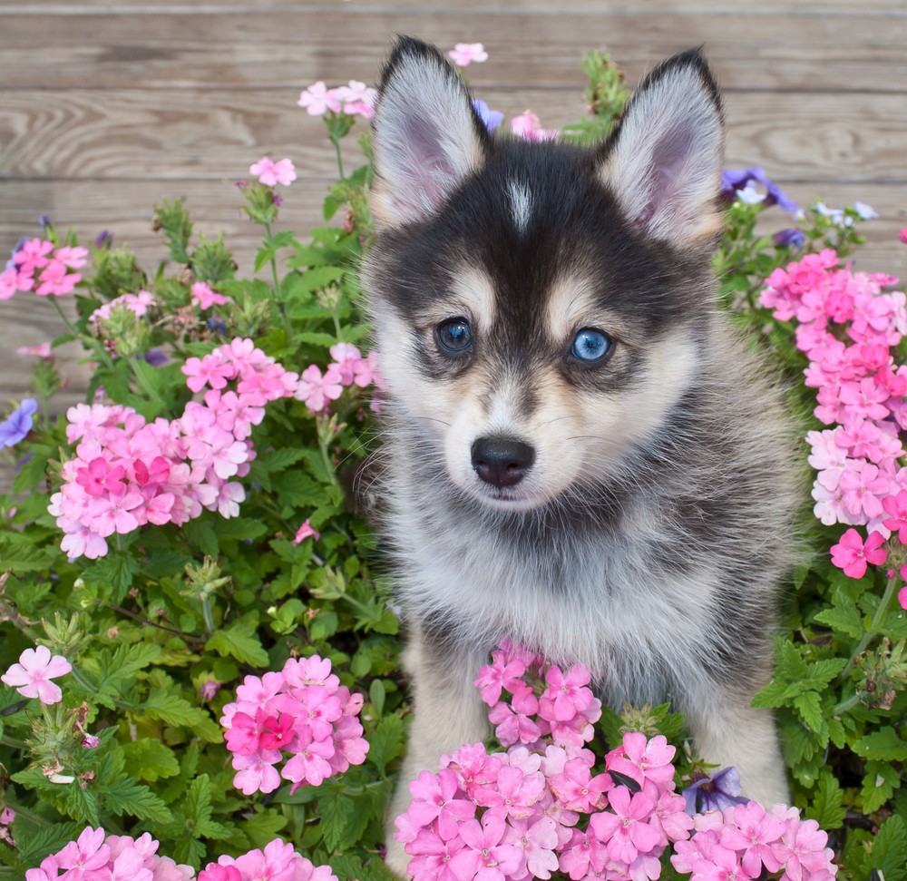 pomeranian husky dog