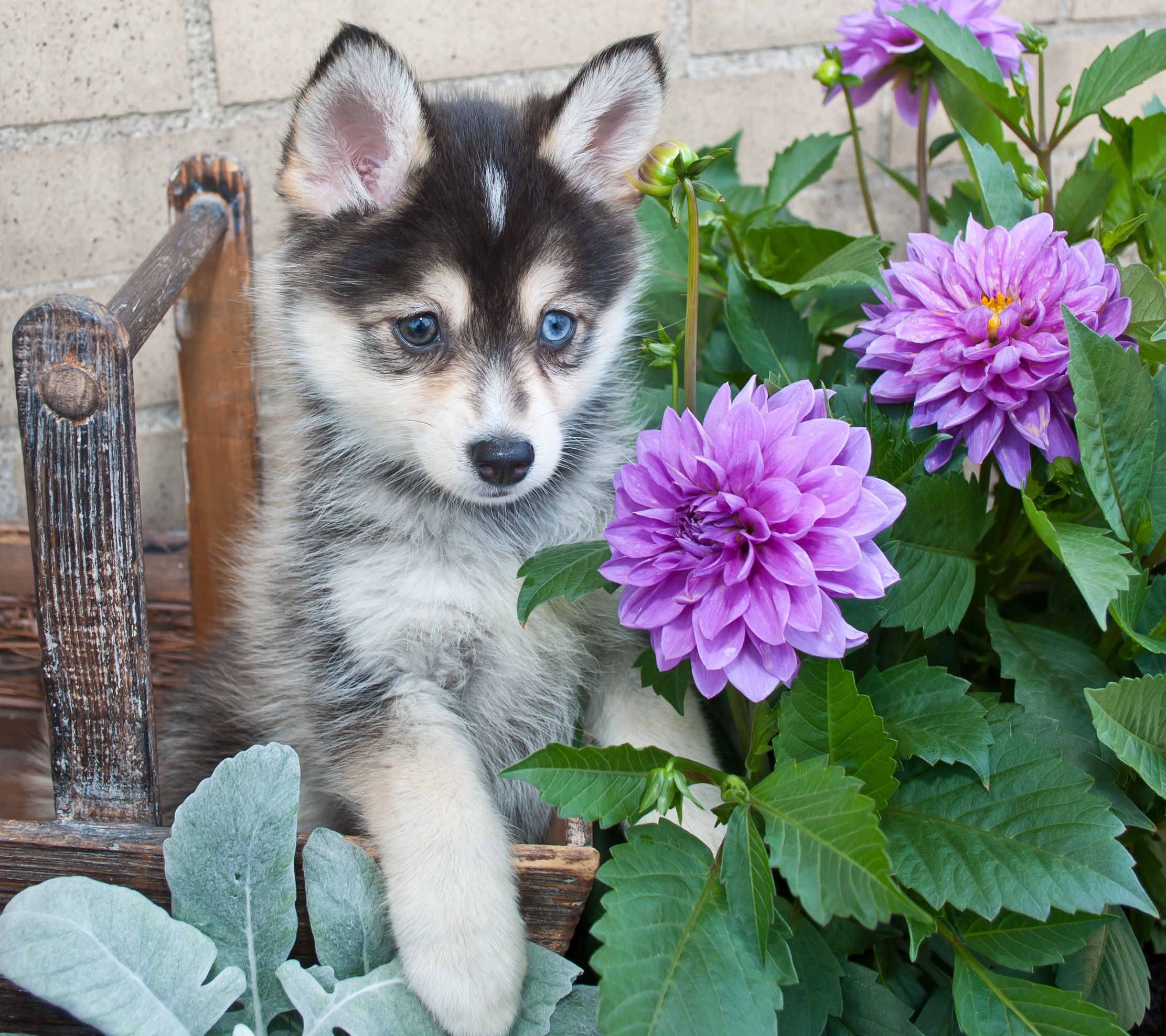 pomeranian husky shop for your cause